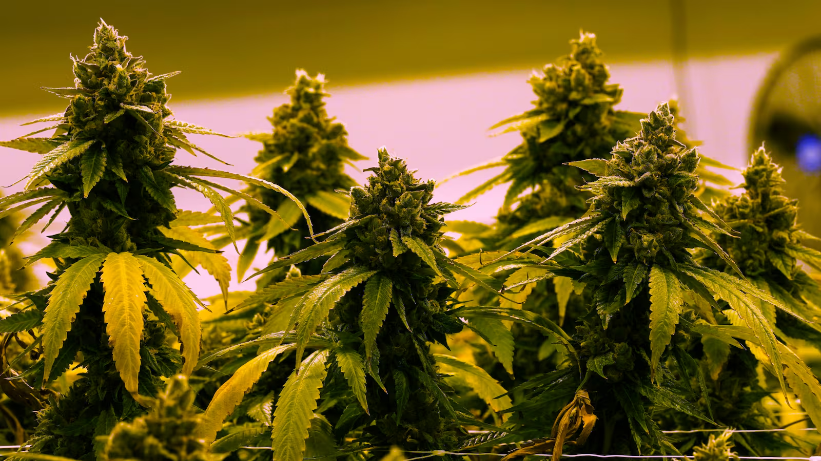 Nebraska Attorney General discusses medical cannabis regulations as state moves toward implementation